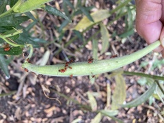 Oncopeltus fasciatus