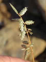 Eragrostis nindensis