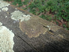 Xanthoparmelia verrucella