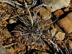 Eragrostis nindensis