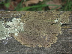 Xanthoparmelia verrucella