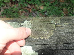 Xanthoparmelia verrucella