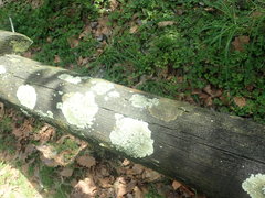 Xanthoparmelia verrucella