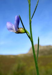Psoralea diturnerae