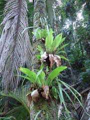 Asplenium australasicum