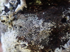 Lecanora galactiniza