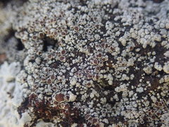 Lecanora galactiniza