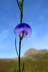 Psoralea diturnerae