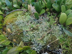 Cladonia darwinii