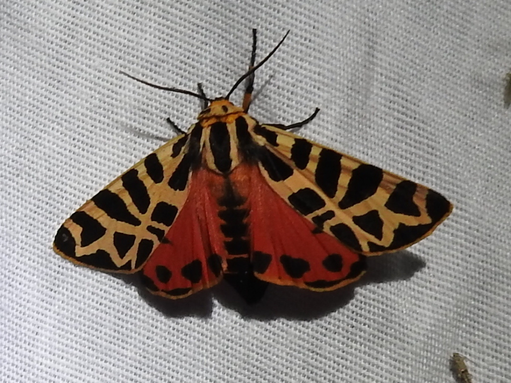 Immaculate Tiger Moth
