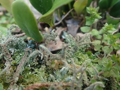 Cladonia darwinii
