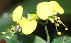 Aneilema aequinoctiale