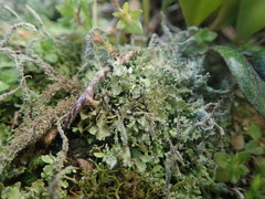 Cladonia darwinii