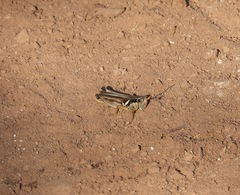 Melanoplus glaucipes