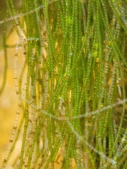 Chaetomorpha linum