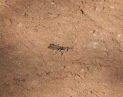 Melanoplus glaucipes