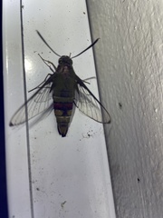 Cephonodes hylas
