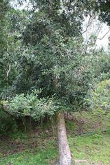 Ilex mitis mitis
