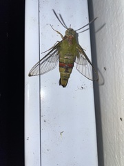 Cephonodes hylas