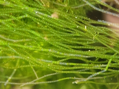 Chaetomorpha linum