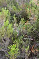 Indigofera filifolia