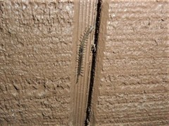 Hemiscolopendra marginata