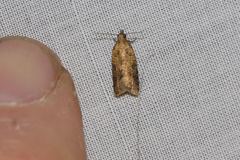 Constrictana constrictana