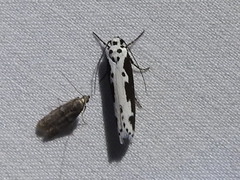 Ethmia semilugens