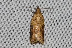 Constrictana constrictana