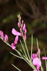 Indigofera filifolia