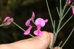 Indigofera filifolia