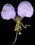 Aneilema dregeanum
