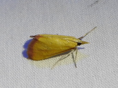 Xanthostege roseiterminalis