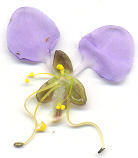 Aneilema dregeanum