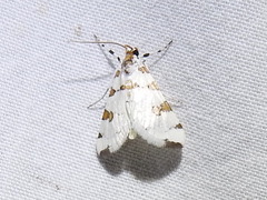 Conchylodes octonalis