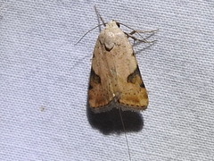 Micrathetis costiplaga