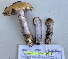 Cortinarius cylindripes