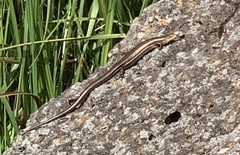 Pseudemoia rawlinsoni