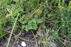 Indigofera langebergensis