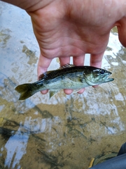 Micropterus warriorensis