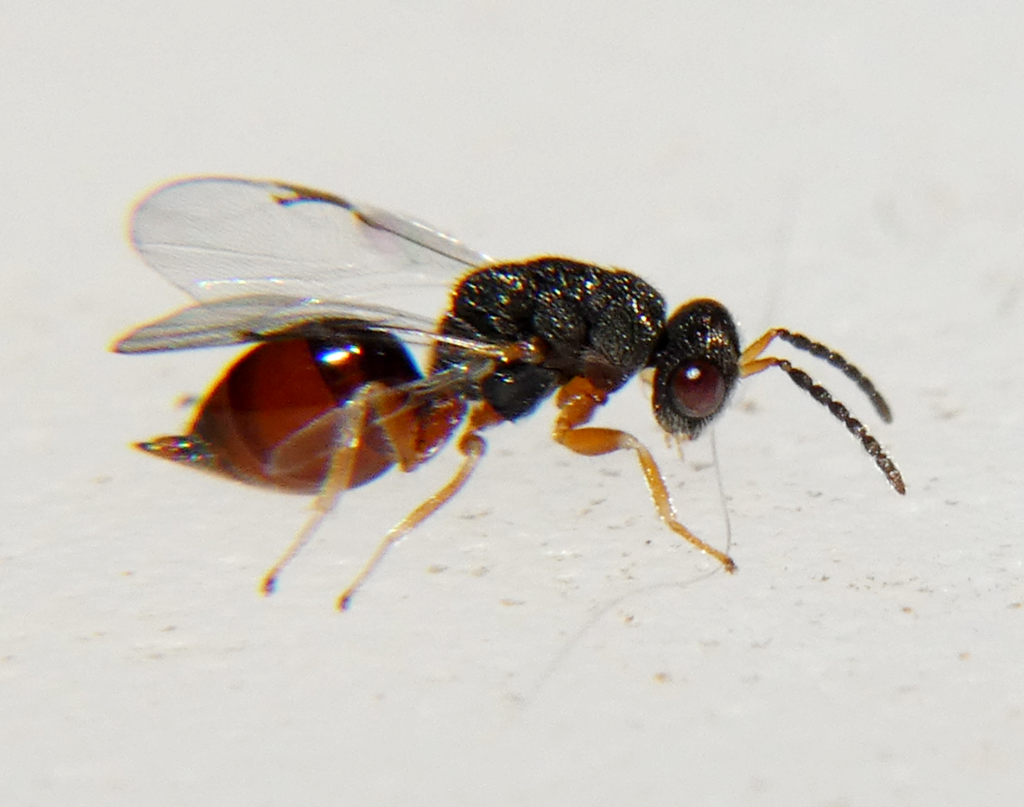 Eurytoma prunicola