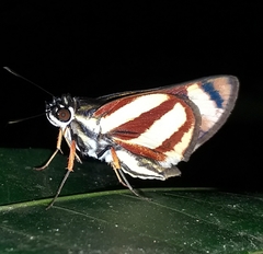 Propertius propertius