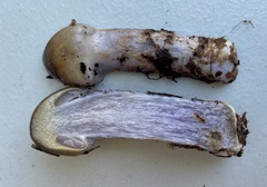 Cortinarius cylindripes