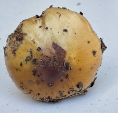 Cortinarius cylindripes