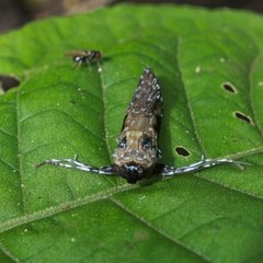 Hyaleucerea gigantea