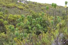 Leucospermum winteri