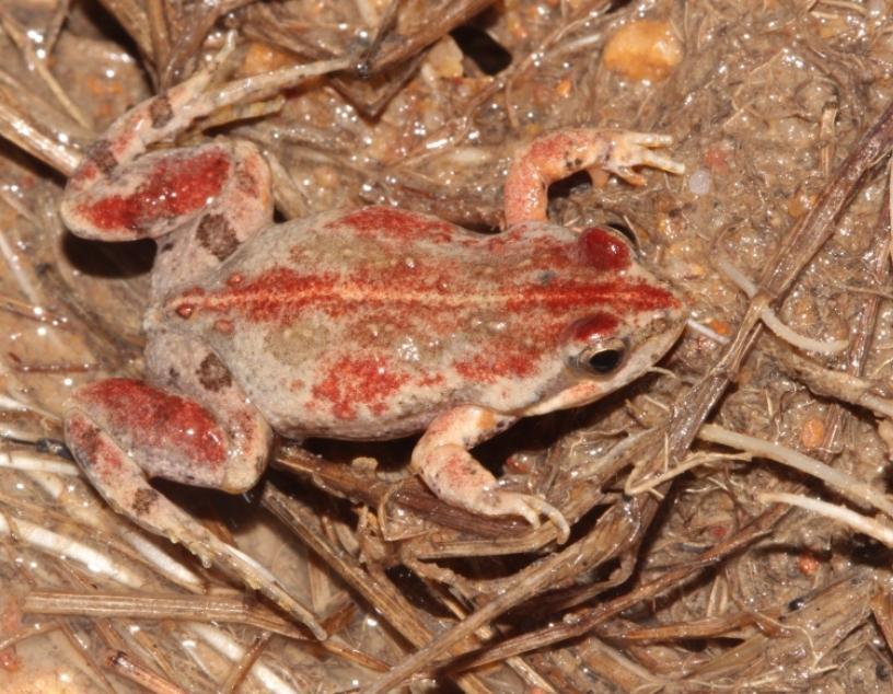 Klipheuwel Dainty Frog