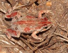 Klipheuwel Dainty Frog photo 1