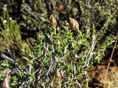 Pteronia viscosa