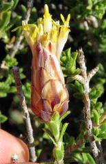 Pteronia viscosa